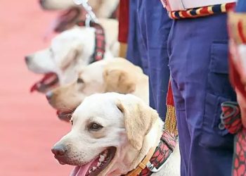 डॉग स्कवॉड