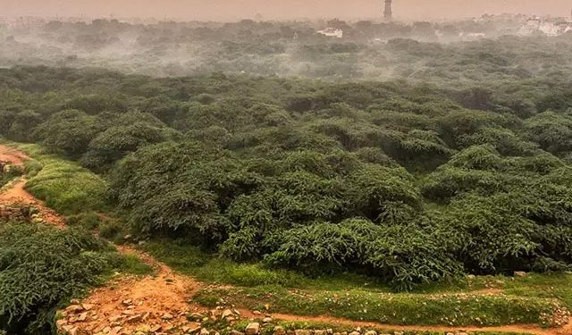 lungs of Delhi