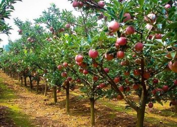 सेब बागवान