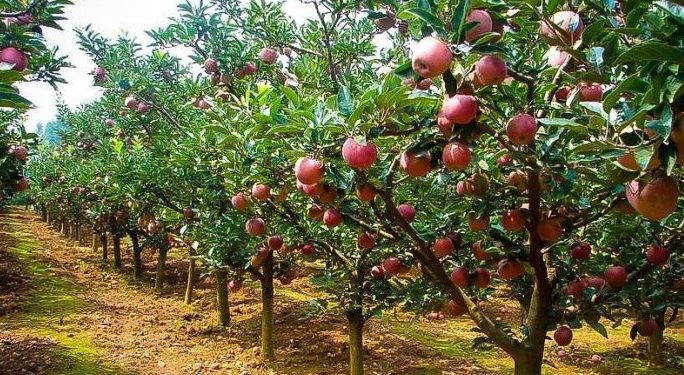 सेब बागवान