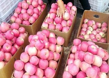 यूनिवर्सल कार्टन