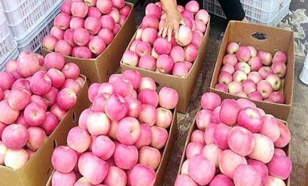 यूनिवर्सल कार्टन