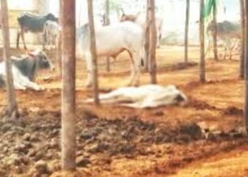 जानवरों की मौत