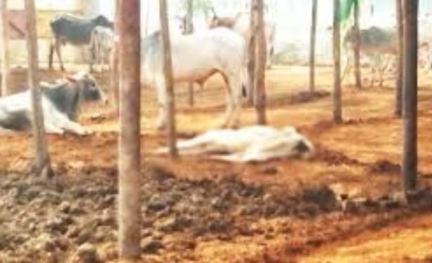 जानवरों की मौत