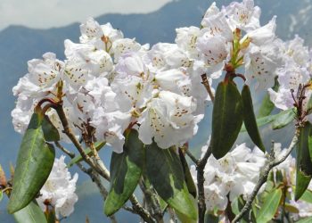 flower in Chopta Valley