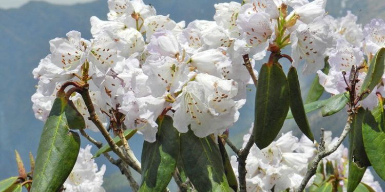 flower in Chopta Valley