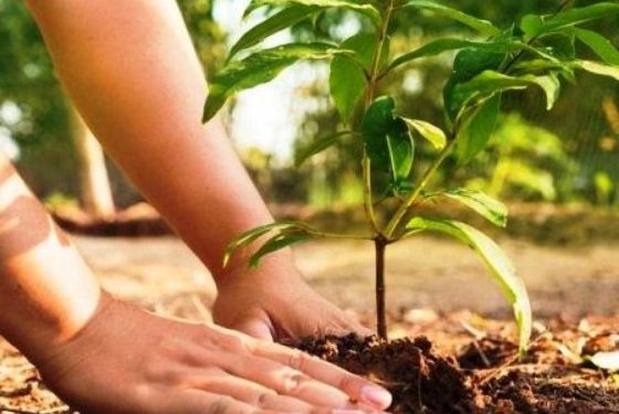 वृक्षारोपण