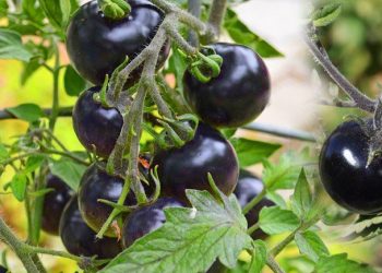 काला टमाटर