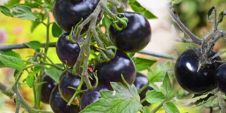 काला टमाटर
