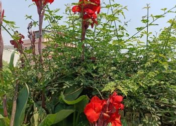 महा केना