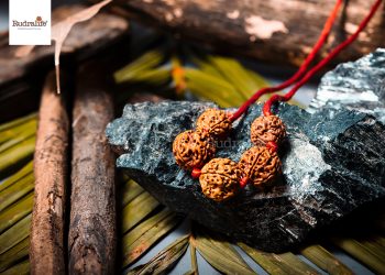 Rudraksha
