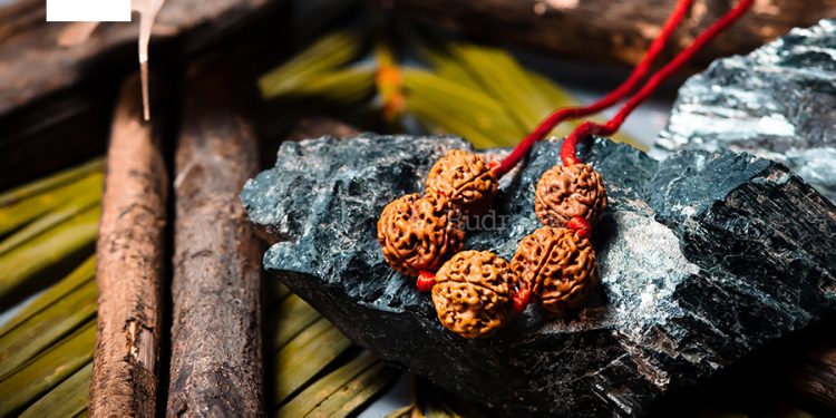 Rudraksha