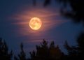 Sharad Purnima