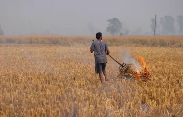 पराली