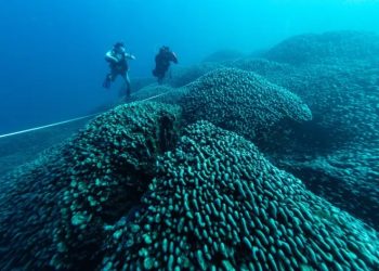 coral found in the Pacific Ocean