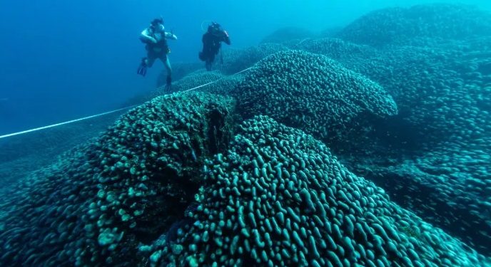 coral found in the Pacific Ocean