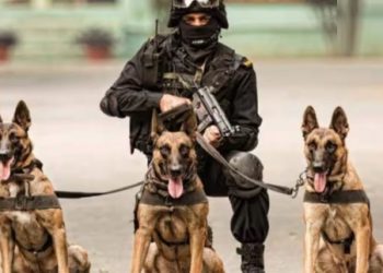 रिटायर्ड कुत्तों