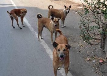 dogs in delhi
