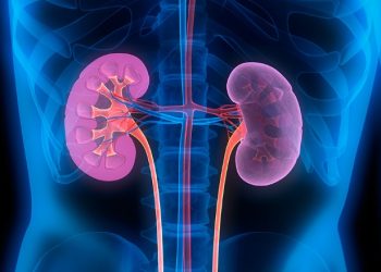 kidney