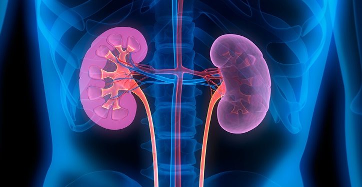 kidney