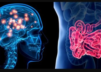 gut-brain axis