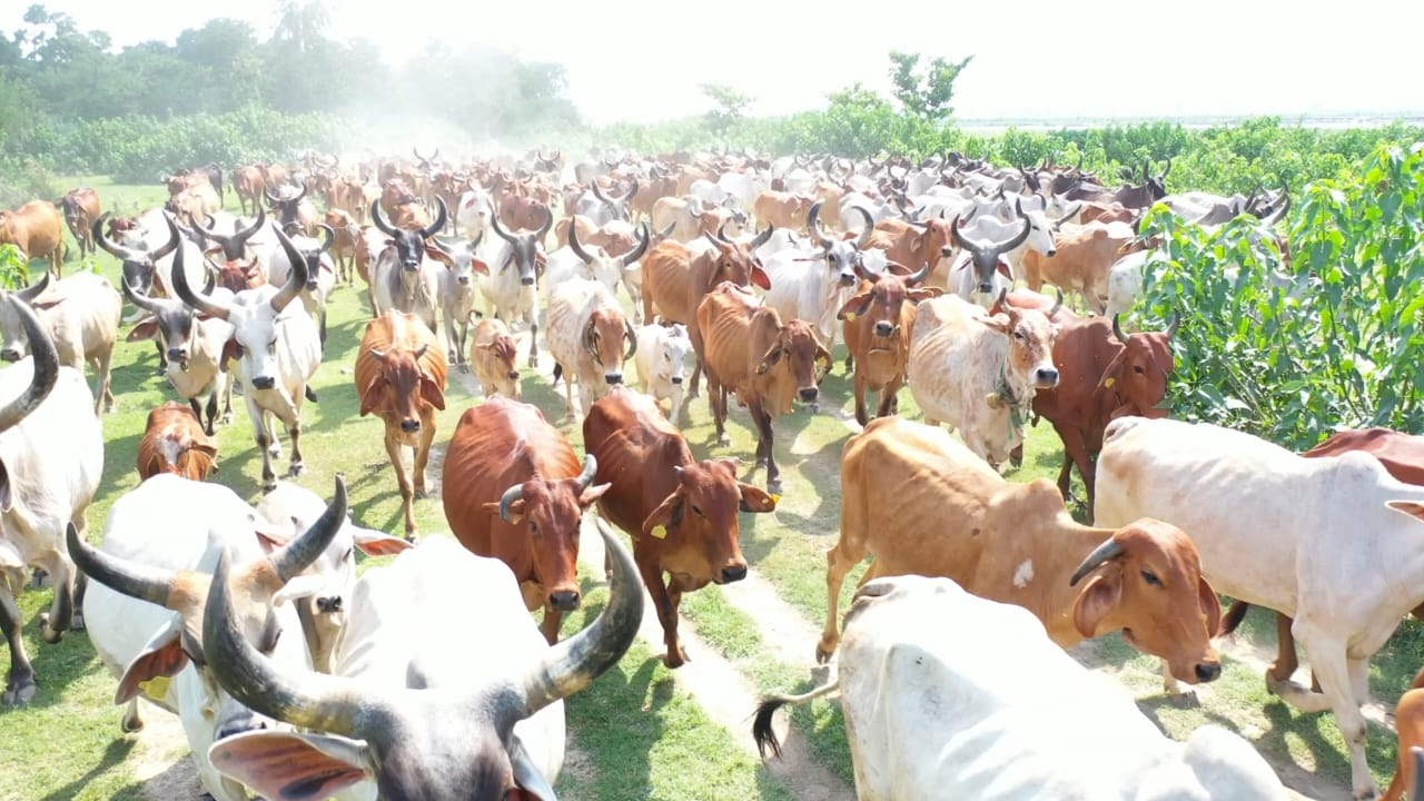 गाय