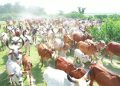 गाय