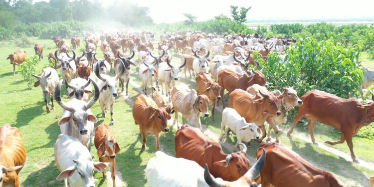 गाय