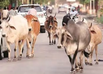 आवारा जानवर