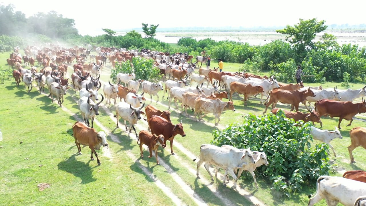 गाय