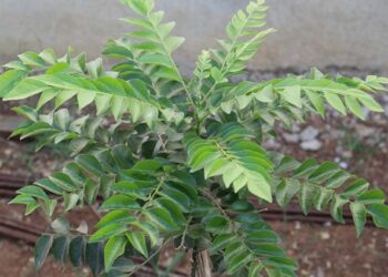 कढ़ी पत्ते