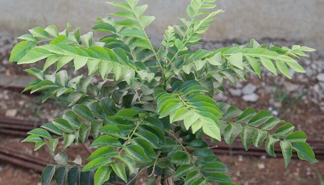 कढ़ी पत्ते