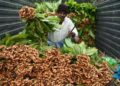 turmeric production in india