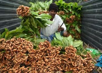 turmeric production in india