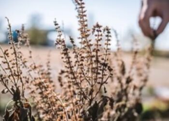 तुलसी का पत्ता