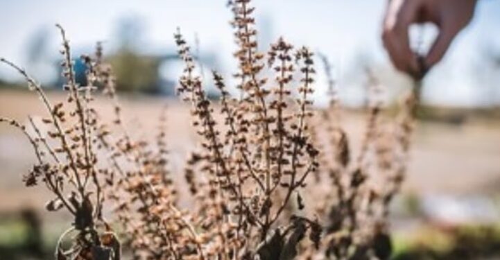 तुलसी का पत्ता