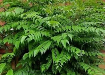 करी पत्ते