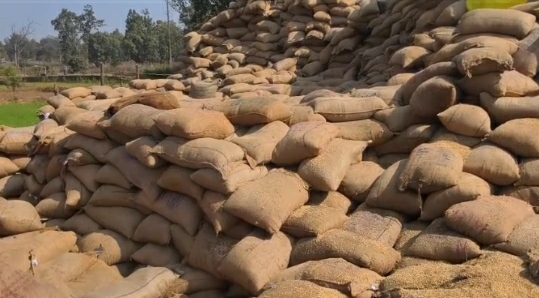 paddy procurement center