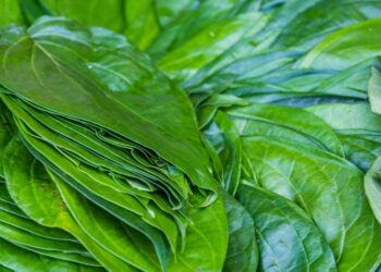 पान के पत्ते