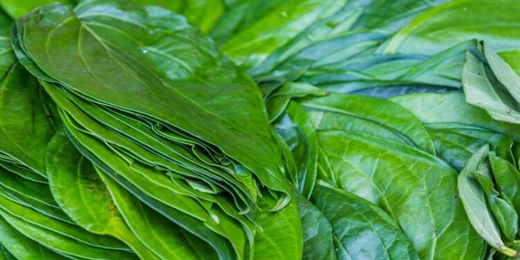 पान के पत्ते