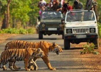 safari in corbett national park