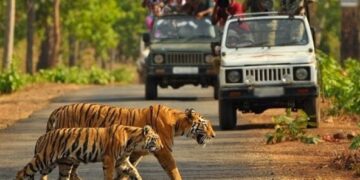 safari in corbett national park