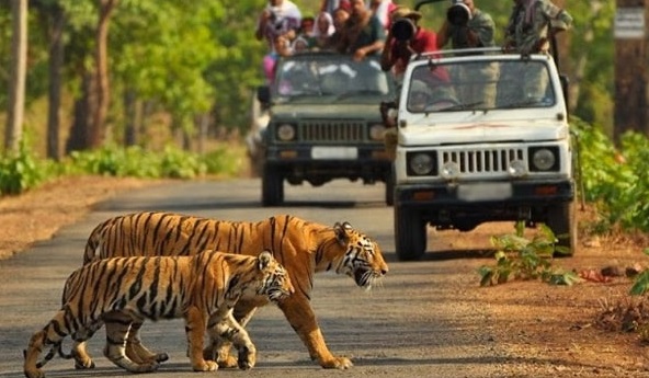 safari in corbett national park