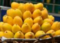amrapali mango