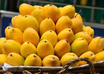 amrapali mango