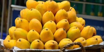amrapali mango