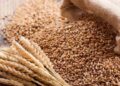 wheat export