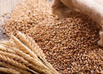 wheat export