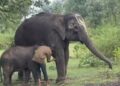 Five-day elephant festival