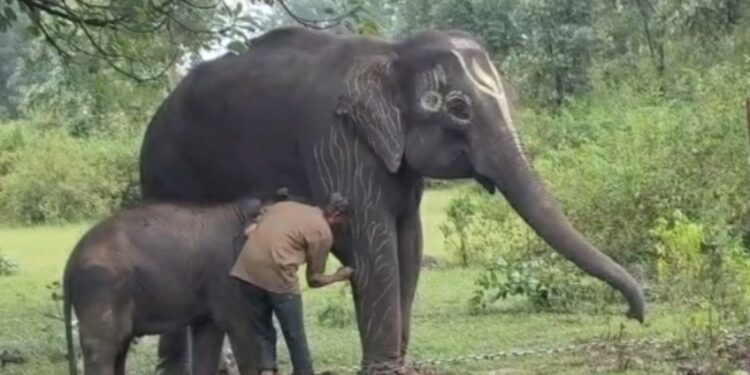 Five-day elephant festival